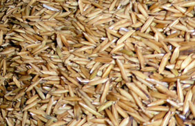 Granos de arroz