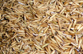 Paddy rice moisture
